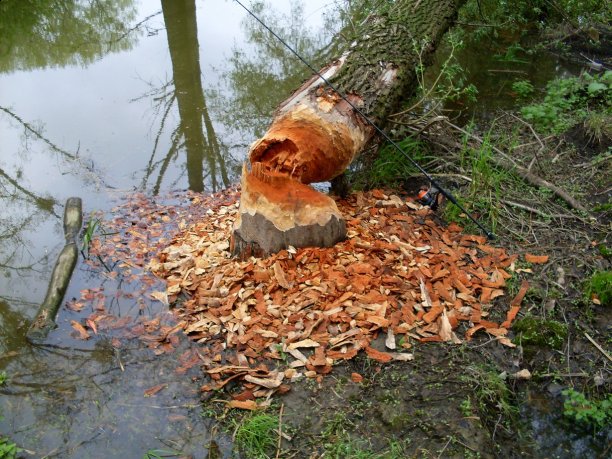 Shrap-Drakers.pl | Shrap Drakers Fishing | Wędkarstwo 