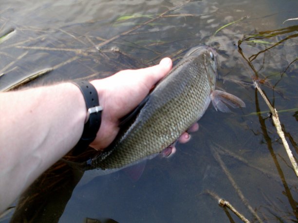 Shrap-Drakers.pl | Shrap Drakers Fishing | Wędkarstwo 