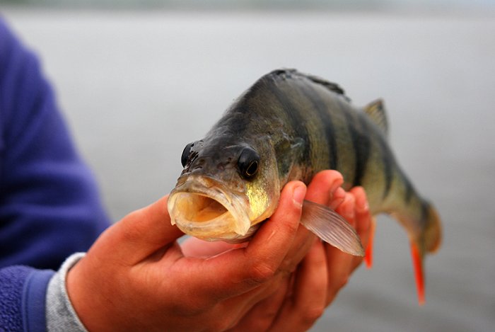 Shrap-Drakers.pl | Shrap Drakers Fishing | Wędkarstwo 