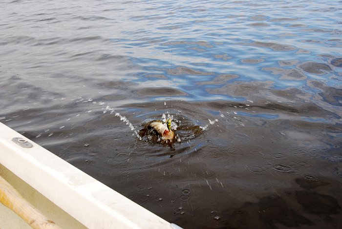 Shrap-Drakers.pl | Shrap Drakers Fishing | Wędkarstwo 