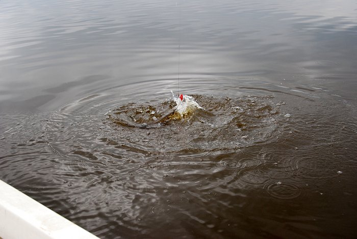 Shrap-Drakers.pl | Shrap Drakers Fishing | Wędkarstwo 