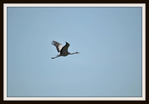 Shrap-Drakers.pl | Shrap Drakers Fishing | Wędkarstwo 