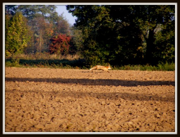 Shrap-Drakers.pl | Shrap Drakers Fishing | Wędkarstwo 