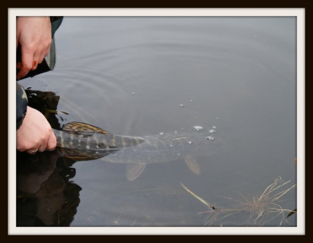 Shrap-Drakers.pl | Shrap Drakers Fishing | Wędkarstwo 