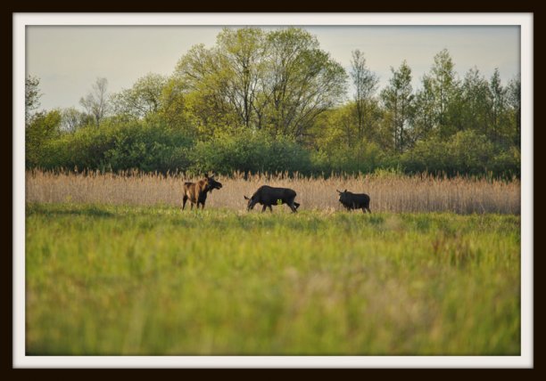 Shrap-Drakers.pl | Shrap Drakers Fishing | Wędkarstwo 