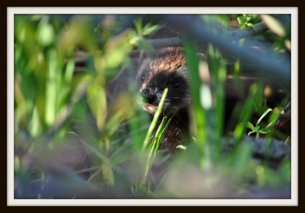 Shrap-Drakers.pl | Shrap Drakers Fishing | Wędkarstwo 