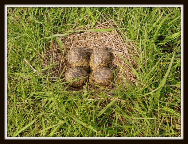 Shrap-Drakers.pl | Shrap Drakers Fishing | Wędkarstwo 