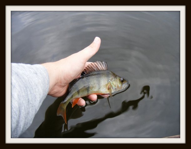 Shrap-Drakers.pl | Shrap Drakers Fishing | Wędkarstwo 