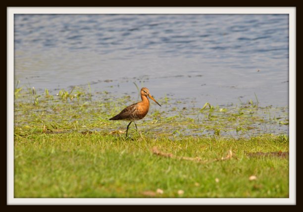 Shrap-Drakers.pl | Shrap Drakers Fishing | Wędkarstwo 