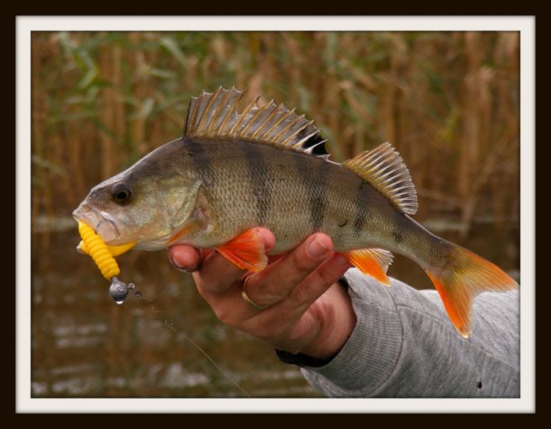 Shrap-Drakers.pl | Shrap Drakers Fishing | Wędkarstwo 