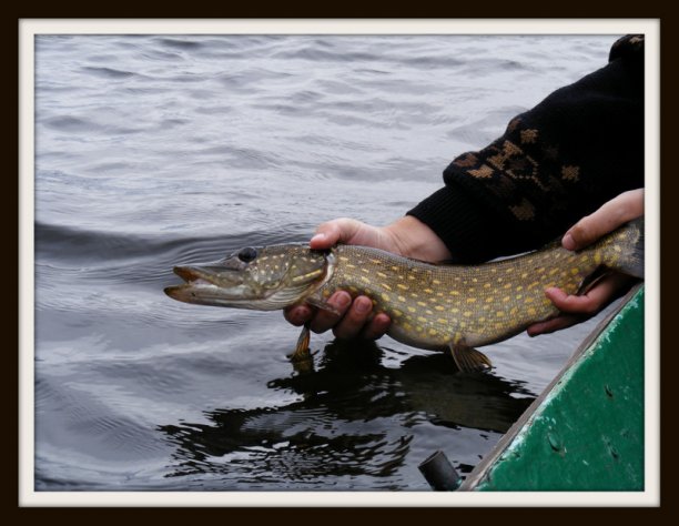 Shrap-Drakers.pl | Shrap Drakers Fishing | Wędkarstwo 