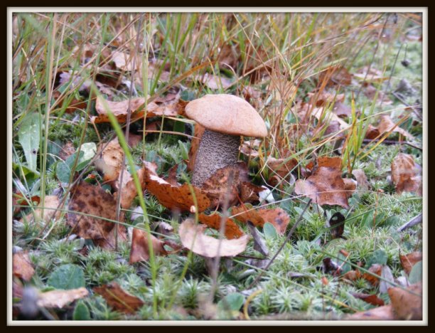 Shrap-Drakers.pl | Shrap Drakers Fishing | Wędkarstwo 