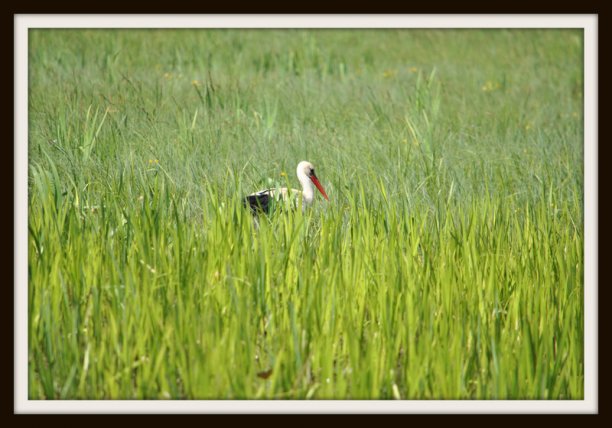 Shrap-Drakers.pl | Shrap Drakers Fishing | Wędkarstwo 