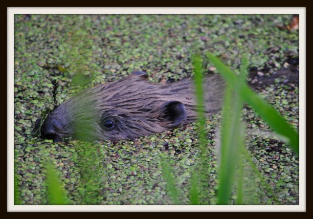 Shrap-Drakers.pl | Shrap Drakers Fishing | Wędkarstwo 