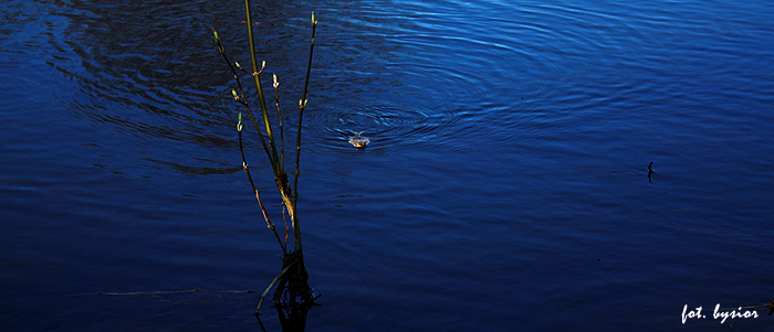 Shrap-Drakers.pl | Shrap Drakers Fishing | Wędkarstwo 