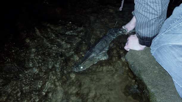 Shrap-Drakers.pl | Shrap Drakers Fishing | Wędkarstwo 