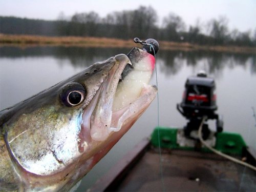 Shrap-Drakers.pl | Shrap Drakers Fishing | Wędkarstwo 