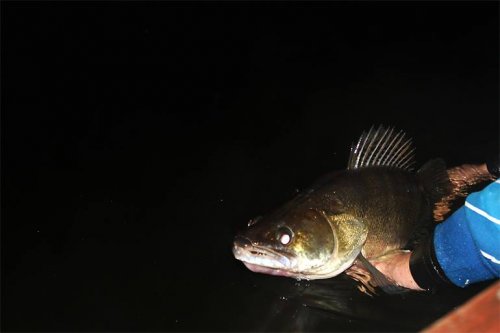 Shrap-Drakers.pl | Shrap Drakers Fishing | Wędkarstwo 