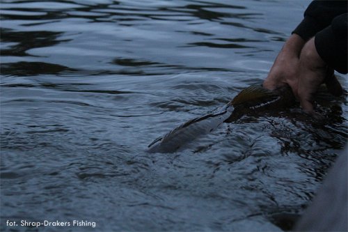 Shrap-Drakers.pl | Shrap Drakers Fishing | Wędkarstwo 