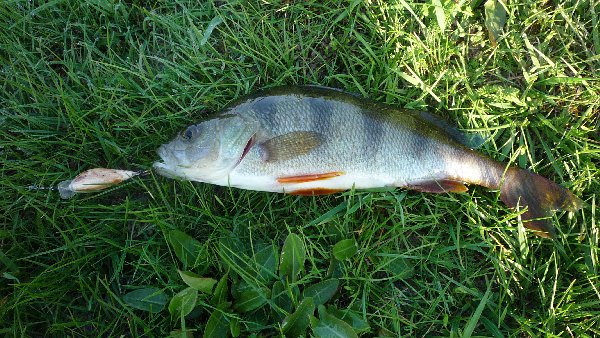 Shrap-Drakers.pl | Shrap Drakers Fishing | Wędkarstwo 