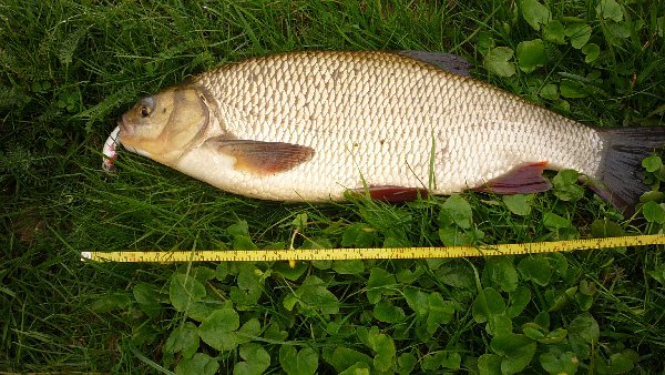 Shrap-Drakers.pl | Shrap Drakers Fishing | Wędkarstwo 