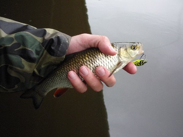 Shrap-Drakers.pl | Shrap Drakers Fishing | Wędkarstwo 