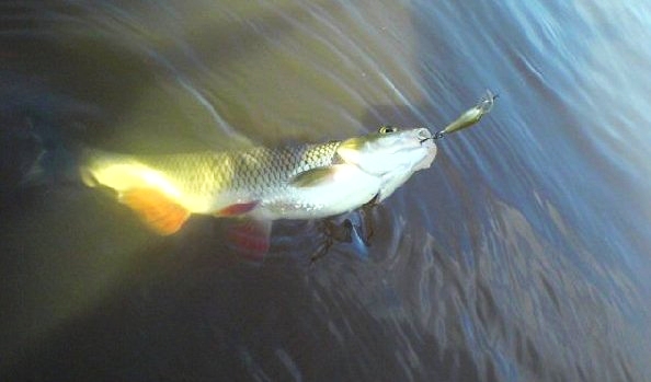 Shrap-Drakers.pl | Shrap Drakers Fishing | Wędkarstwo 