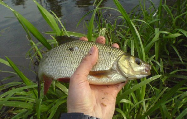 Shrap-Drakers.pl | Shrap Drakers Fishing | Wędkarstwo 