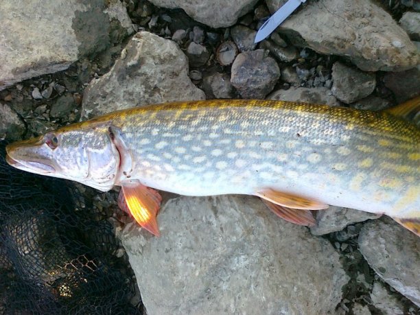 Shrap-Drakers.pl | Shrap Drakers Fishing | Wędkarstwo 