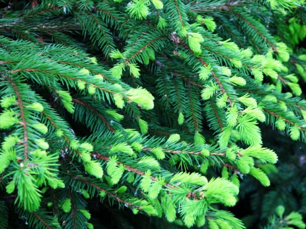 Shrap-Drakers.pl | Shrap Drakers Fishing | Wędkarstwo 