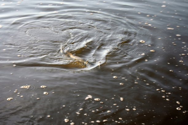 Na wiślanej główce