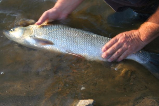 Shrap-Drakers.pl | Shrap Drakers Fishing | Wędkarstwo 