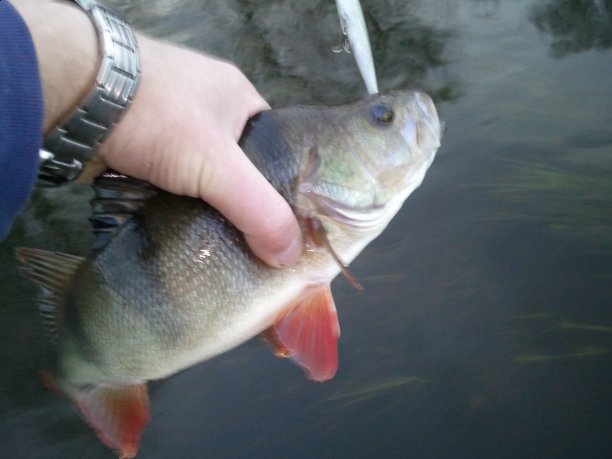 Shrap-Drakers.pl | Shrap Drakers Fishing | Wędkarstwo 