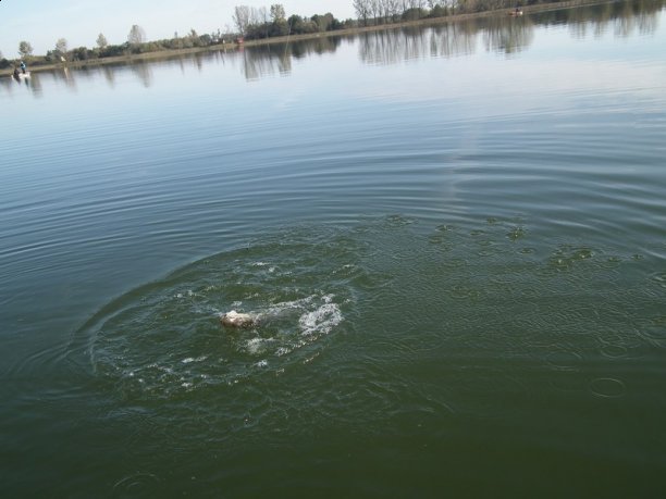 Shrap-Drakers.pl | Shrap Drakers Fishing | Wędkarstwo 