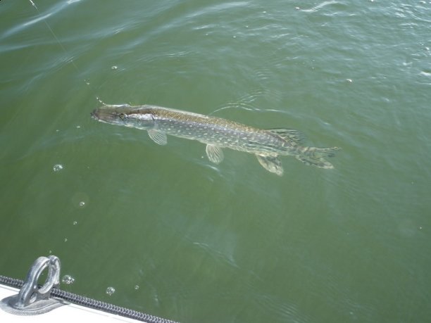 Shrap-Drakers.pl | Shrap Drakers Fishing | Wędkarstwo 