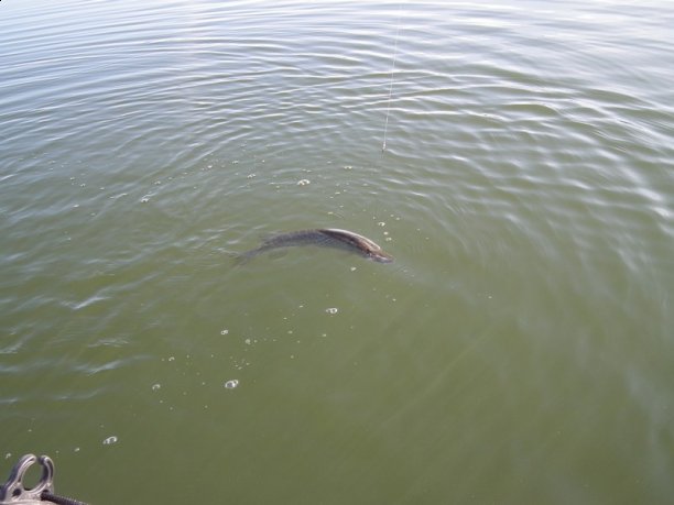 Shrap-Drakers.pl | Shrap Drakers Fishing | Wędkarstwo 