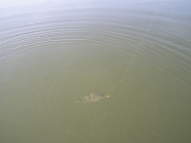 Shrap-Drakers.pl | Shrap Drakers Fishing | Wędkarstwo 