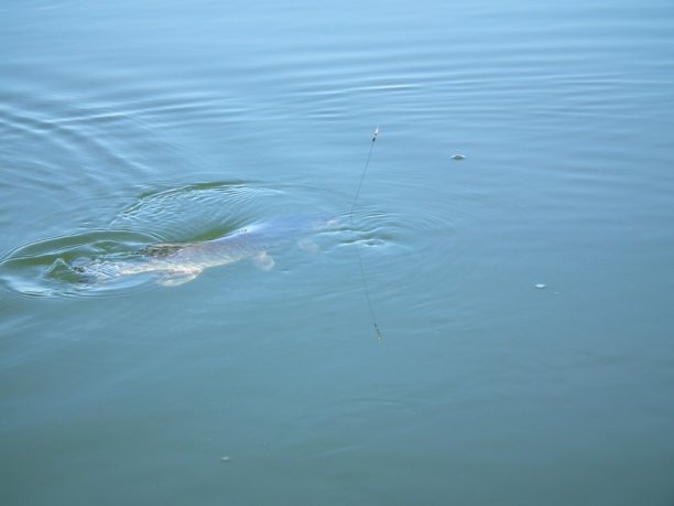 Shrap-Drakers.pl | Shrap Drakers Fishing | Wędkarstwo 