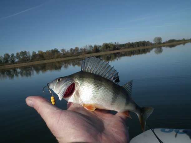 Shrap-Drakers.pl | Shrap Drakers Fishing | Wędkarstwo 
