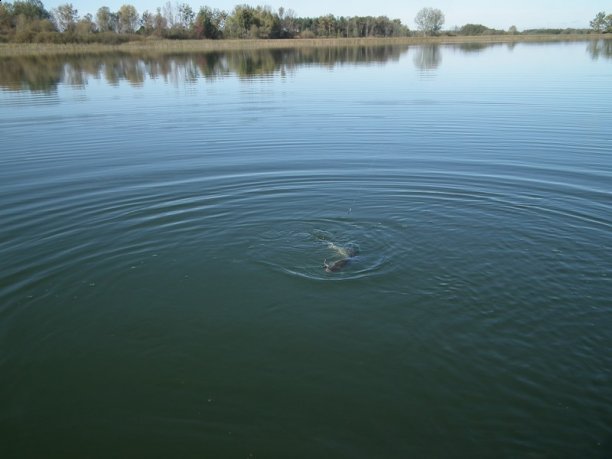 Shrap-Drakers.pl | Shrap Drakers Fishing | Wędkarstwo 