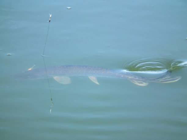 Shrap-Drakers.pl | Shrap Drakers Fishing | Wędkarstwo 