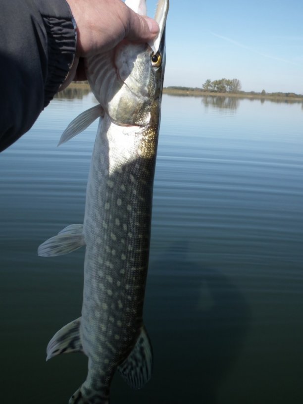 Shrap-Drakers.pl | Shrap Drakers Fishing | Wędkarstwo 