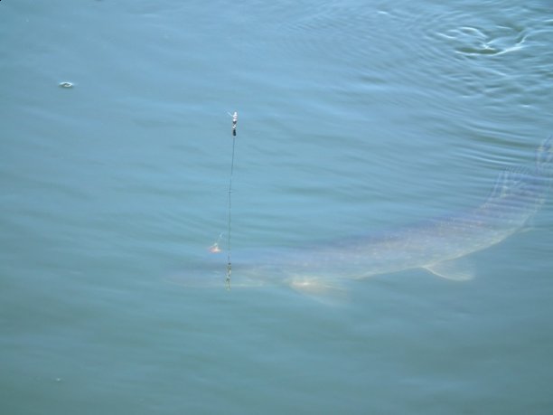 Shrap-Drakers.pl | Shrap Drakers Fishing | Wędkarstwo 