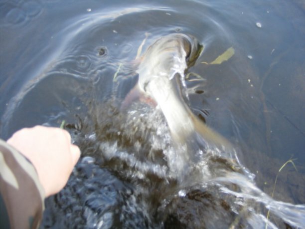 Shrap-Drakers.pl | Shrap Drakers Fishing | Wędkarstwo 