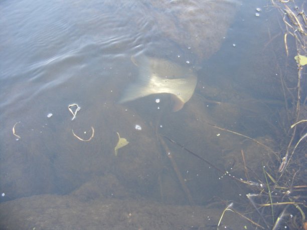 Shrap-Drakers.pl | Shrap Drakers Fishing | Wędkarstwo 