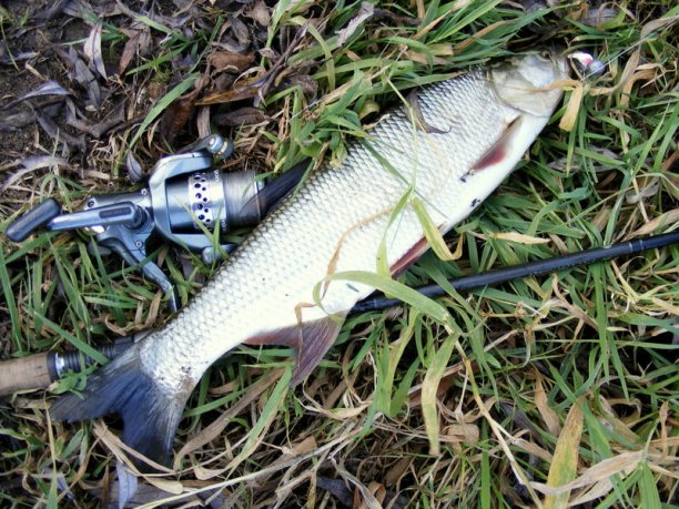 Shrap-Drakers.pl | Shrap Drakers Fishing | Wędkarstwo 