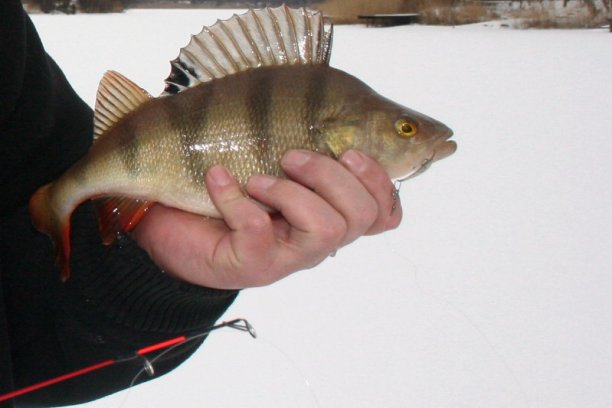 Shrap-Drakers.pl | Shrap Drakers Fishing | Wędkarstwo 