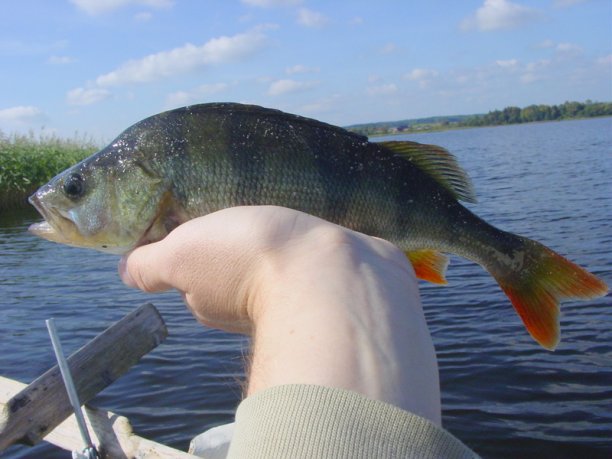 Shrap-Drakers.pl | Shrap Drakers Fishing | Wędkarstwo 