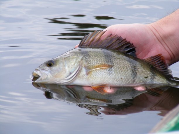 Shrap-Drakers.pl | Shrap Drakers Fishing | Wędkarstwo 