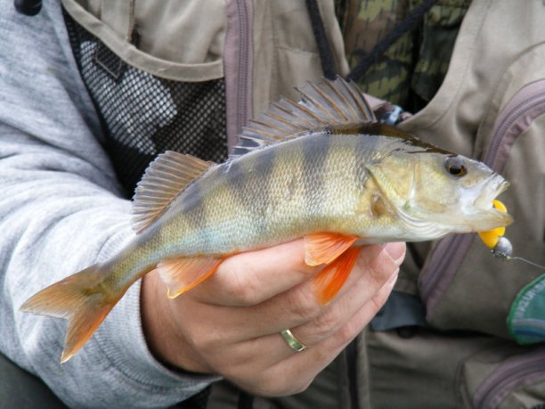 Shrap-Drakers.pl | Shrap Drakers Fishing | Wędkarstwo 